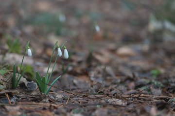 snowdrops in the forest in spring and winter