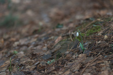 snowdrops in the forest in spring and winter