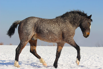 american curly horse breeding stallion running around and playing in the snow in winter