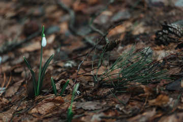 snowdrops in the forest in spring and winter