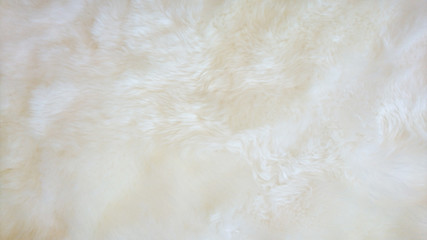 White sheep wool carpet background