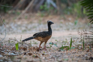 Bare faced Curassow, in a jungle environment, Pantanal Brazil