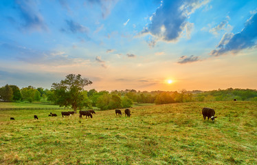 Cows Grazing Cows at Sunset
