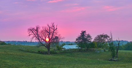 Sunset Behind Tree