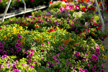 Flower market, lots of various multicolor plants and flowers for sale for garden, gardening and shopping concept, spring, springtime, calendar, april, may