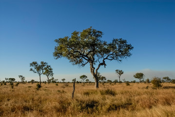 Fototapeta na wymiar African savannah landscape