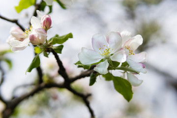 White flowers of apple tree