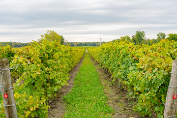 Fototapeta na wymiar Grape vineyard in a winery