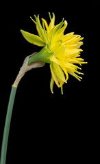 Bright spring narcissus