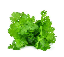 Bunch of fresh coriander leaves over white background