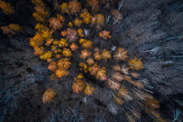 Autumn forest aerial drone view