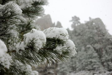 Snow on the Pine Tree in South Dakota