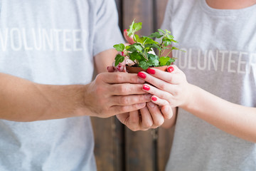 Eco friendly volunteering. Nature protection concept. Man and woman holding nurtured houseplant.