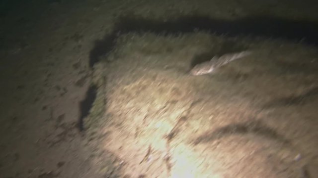 Small fish ish in the night sea illuminated by an underwater lamp