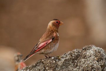 Eurasian Red Winged Finch Birds