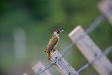 European Green Woodpecker Birds