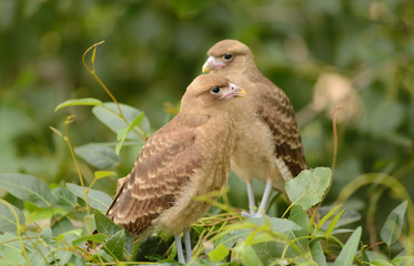 Chimango Milvago. Couple of chicks in their nest.