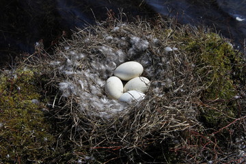 Canada goose nest with four eggs surrounded by down feathers, near Arviat, Nunavut Canada