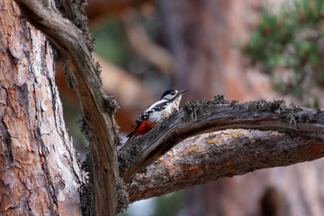 Great Spotted Woodpecker Birds