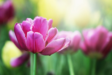 Obraz na płótnie Canvas Soft light spring flowers, Purple tulip flowers background, Selective focus.