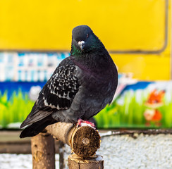 pigeons sitting on a wooden railing in the city, birds