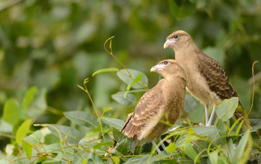 Chimango Milvago. Couple of chicks in their nest.