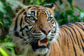 sumatra tiger portrait close up while looking at you © Andrea Izzotti