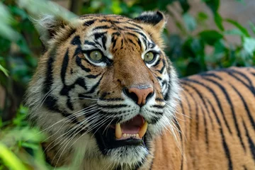 Fotobehang sumatra tiger portrait close up while looking at you © Andrea Izzotti