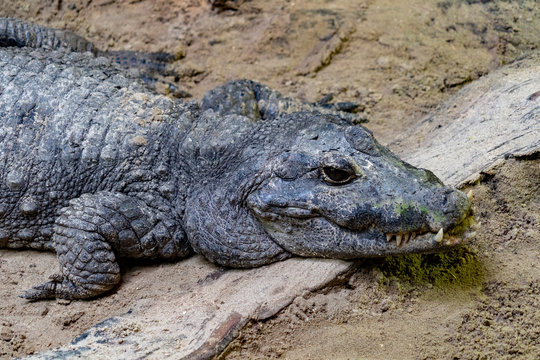 big enourmous crocodile after lunch