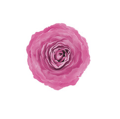 FLOWER OF  PINK ROSE ON WHITE BACKGROUND 1