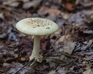mushroom in the forest