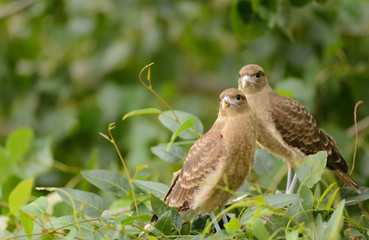 Chimango Milvago. Couple of chicks in their nest.
