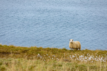 Fototapeta premium A ram and a sheep on the green pastures of Iceland. Beautiful summer landscape with domestic farm animals