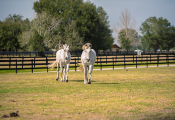 Galloping Horses