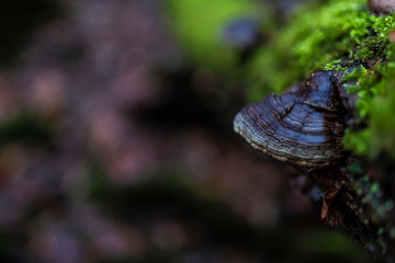Mushroom on tree branch with moss