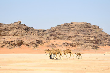 Fototapeta na wymiar Kamele in der Wüste