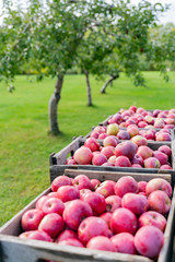 Close up shot of many apple in a winery