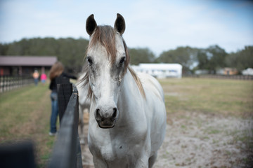 Obraz premium Horse portrait front view