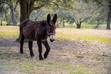 Fototapeta premium Rare donkey