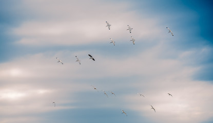 flock of birds flying in the sky with clouds