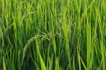 The ears of rice at the rice green fields, Close up