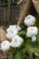 Peony flower, Ueno Taito-city, Tokyo, Japan