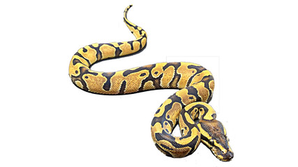 Big snake isolated on white background