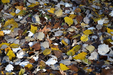 Jesienne przebarwione liście topoli białej, Populus Alba © Ewa