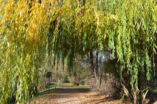 Aleja parkowa wśr&oacute;d wierzby płaczącej, żałobnej, Salix Chrysocoma
