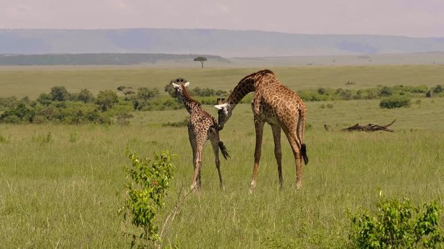 Reticulated giraffe couple in a Kenya