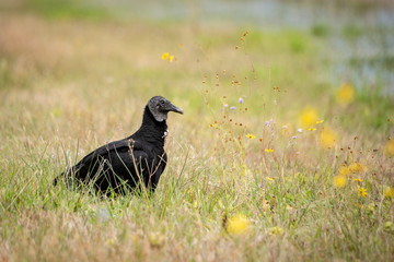Black Vulture 02