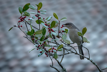 Northern Mockingbird 01