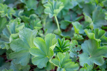 Green leaves of Lady's mantle Alchemilla vulgaris background