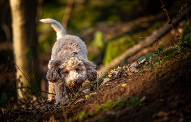 The Cockapoo